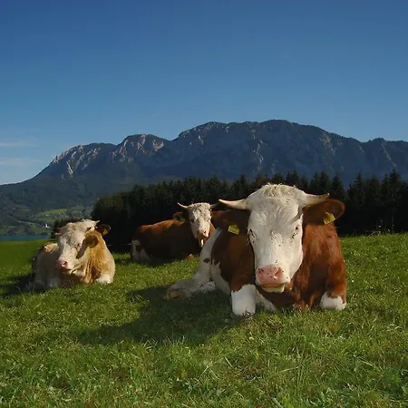 Margarethengut Farm stay Unterach am Attersee