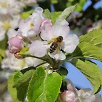 Margarethengut בית חווה